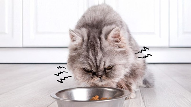 chat faché