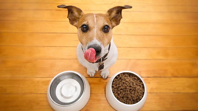 croquettes pour chiens