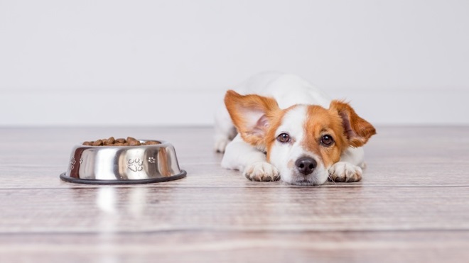 notre test de nourritures pour chien