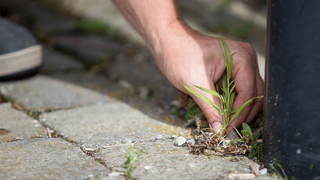 Quelqu'un qui élimine des mauvaises herbes entre les pavés