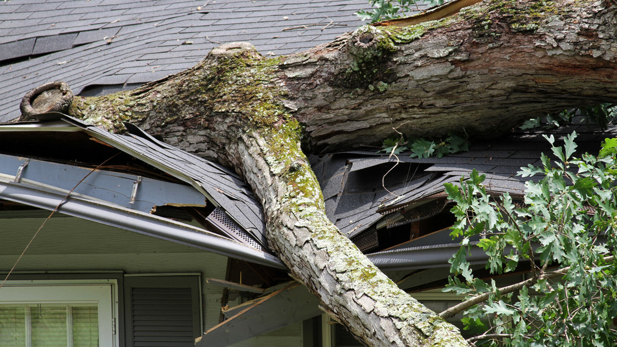Un arbre s'écrase sur le toit d'une maison à cause d'une tempête