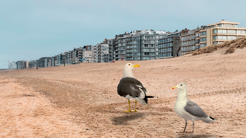 Blocs appartement à la côte belge