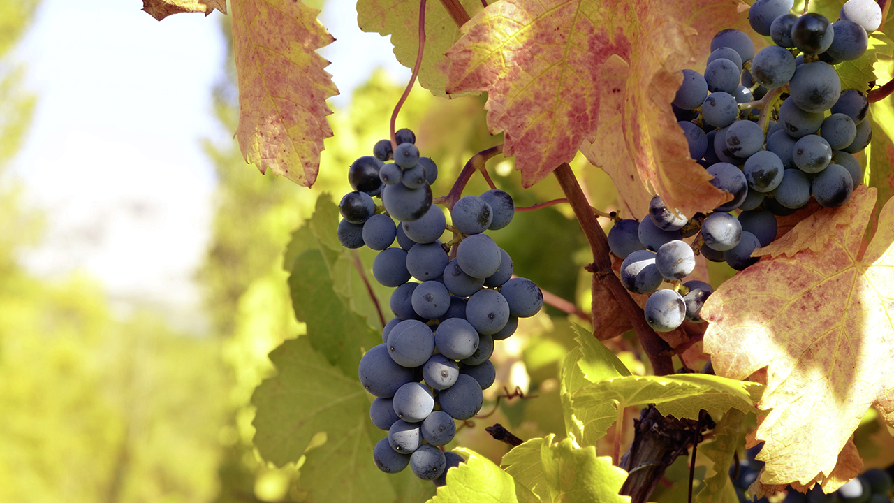 de-la-vigne-au-verre-les-cepages