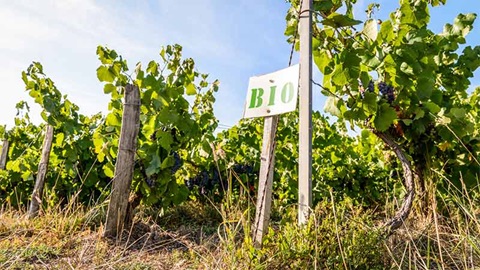 vins biologiques