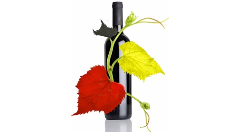 les-vins-belges
